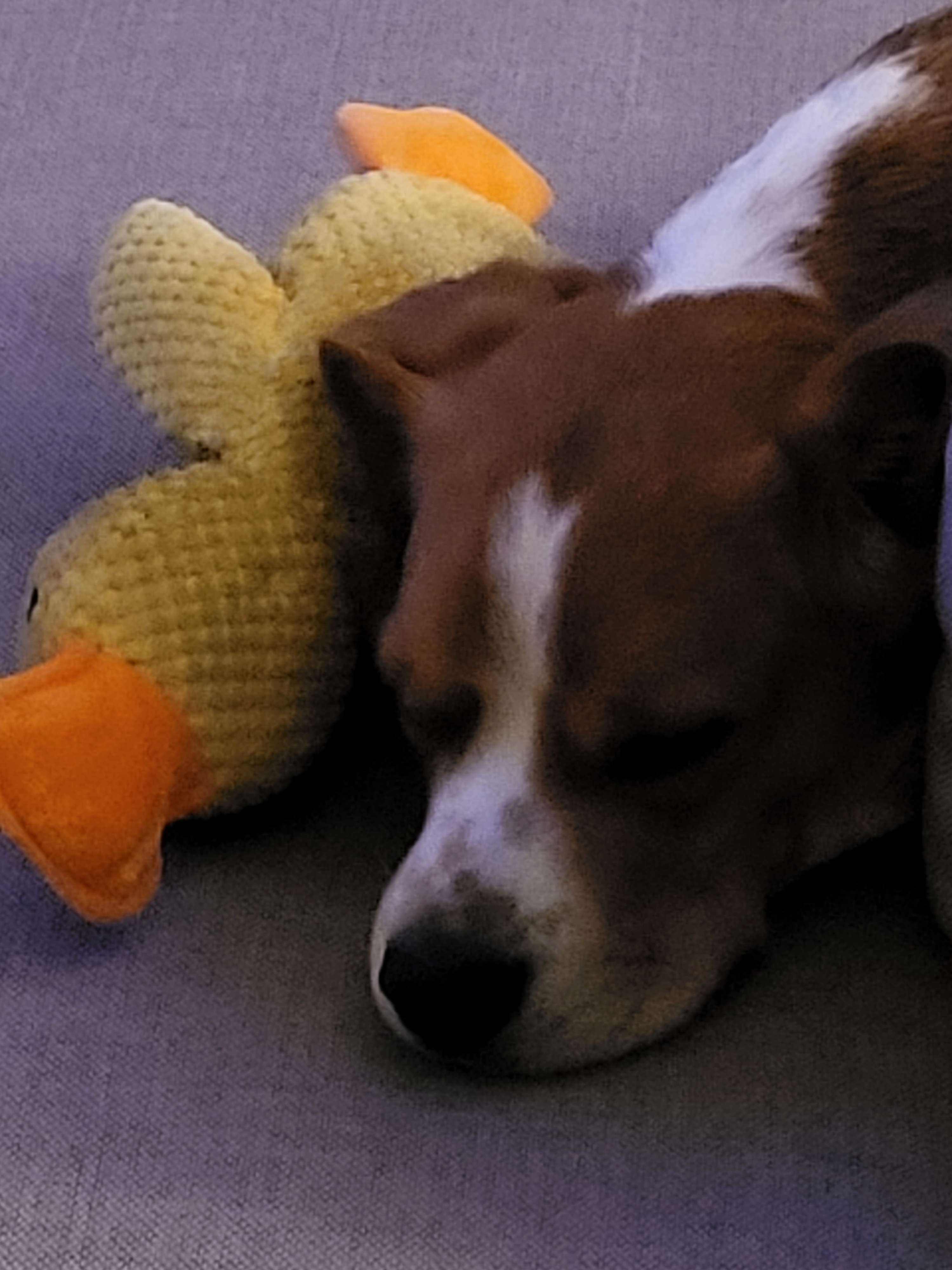 Spike, le beagle de John, jouant avec son jouet canard - compagnon fidèle pour les balades à Plouguin